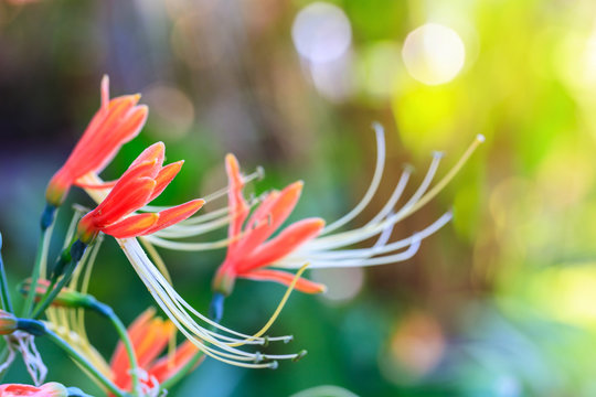 Beautiful gueen lily in the garden.