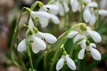 The snowdrops flowers close up.