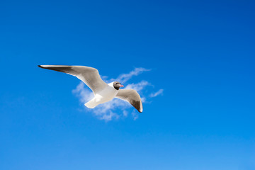 Obraz premium Nahaufnahme fliegende Möwe von unten aufgenommen, vor blauem Himmel mit Wolke. 