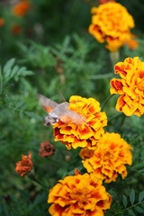 The colibri butterfly on the marigolds 