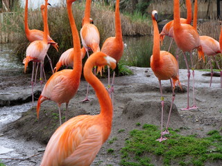 Flamingos