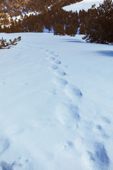 Footprints in the snow