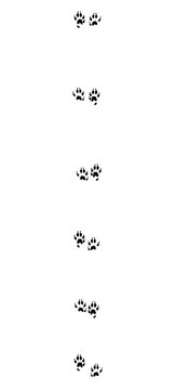 Stoat tracks. Typical footprints of short-tailed weasel - isolated black icon vector illustration on white background.