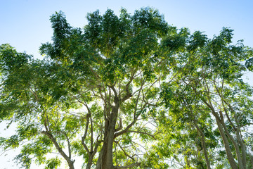 giant tree on sun light and sky