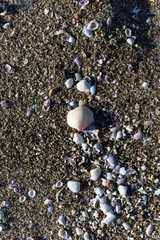 A shell stands out from a sandy beach
