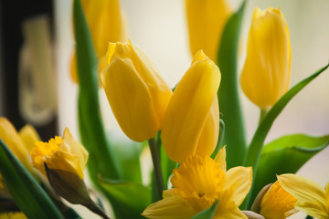 Gelbe Tulpen Macro Frühlings Blumen Strauß