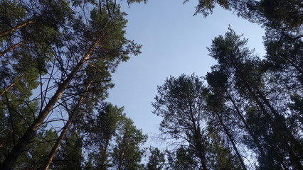 The tops of the trees against the blue sky