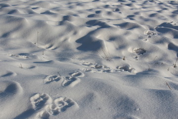 Tierspuren im Schnee