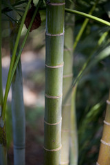 Fototapeta premium Costa Rica