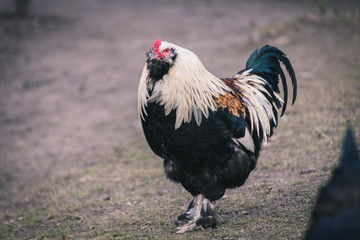Stolzer Hahn mit buntem Gefieder