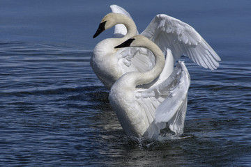 Trumpeter Swans