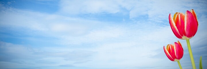 Flowers in front of clouds and sky