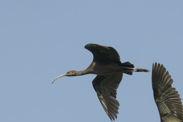 Bird : Close up of Mature Glossy Ibis in Flight