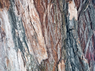 Texture of the bark of the old tree.