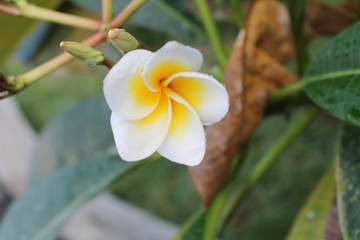 Obraz premium fleur de frangipanier, île Maurice