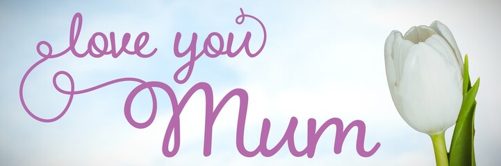 White tulip on blue and white background