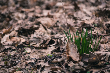 Erste Gras Halme im Frühling Wald Spaziergang Frühlingsanfang