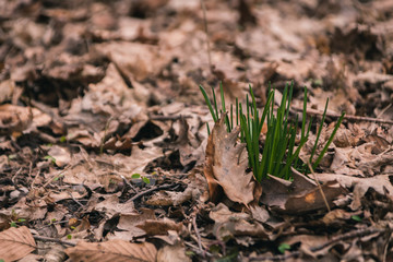 Erste Gras Halme im Frühling Wald Spaziergang Frühlingsanfang