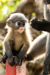 Dusky leaf monkey (Spectacled langur)