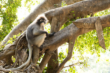 Dusky leaf monkey (Spectacled langur)