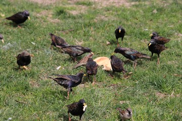 Birds feast on Bread