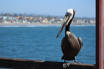 Close up of brown pelican with ocean background