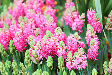 Hyacynths in garden, pink, white, purple wonder smelled flower planted in small pot. Famous for making purfume