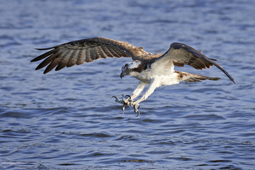 Osprey (Pandion haliaetus)