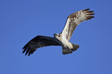 Osprey (Pandion haliaetus)