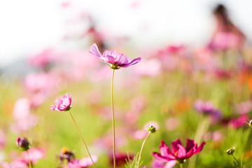 Beautiful pink and colorful pastel flower field, lovely cosmos in nature in sunny day