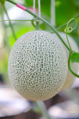 Fresh and well treat  Japanese melon in farm  or green melons cantaloupe melons  in greenhouse. Sweet  famous japanese fruit farming