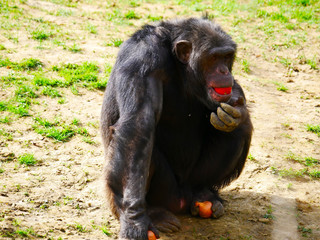 Chimpanzé