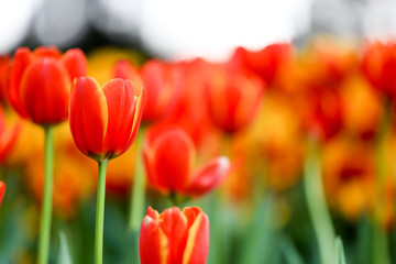 Colorful and beautiful fresh tulips with green leaf in park and nature