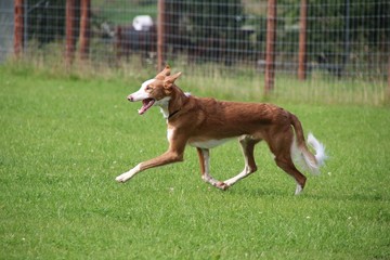 podenco iberico is running in the garden