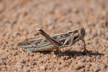 Locust