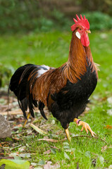 Italiener Hahn in einer Wiese