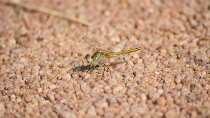 Red-veined Dropwing