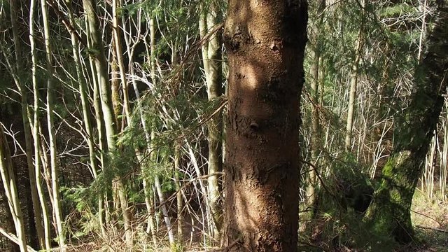 Suave movimiento hacia abajo. recorriendo el tronco de pino en un bosque. Alemania