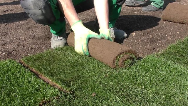 Rollrasen wird verlegt (Laying rolled turf)
