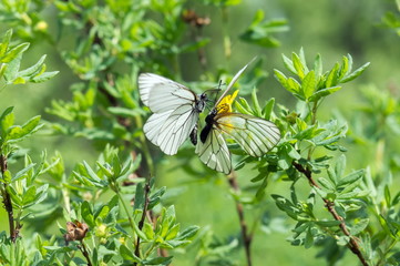 Two white butterfly cabbages sit on a bush, before mating, during the mating season.