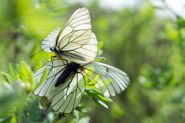 Two white butterfly cabbages sit on a bush, during the mating season.