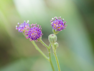 Fototapeta premium Tiny Purple Flowers
