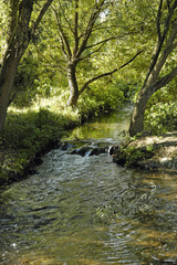 Im Schatten von Baeumen plaetschert ein Bach.