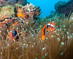 Fototapeta na wymiar Clown fish and,anemone.