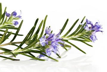 Blossoming twigs of rosemary © Nazzu