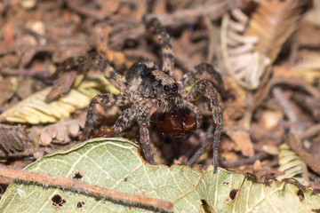 Wolf Spider
