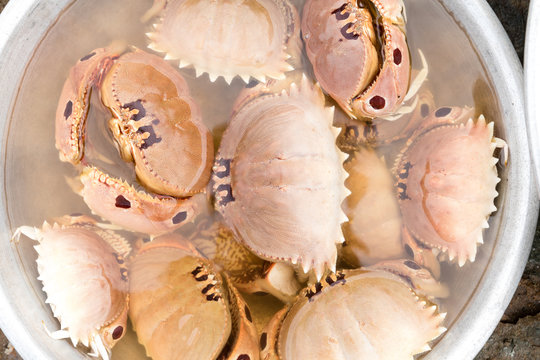 Fresh four spotted box crab in basin at mui ne market, Vietnam