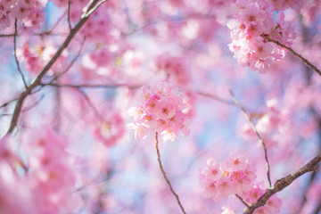 桜フレーム
