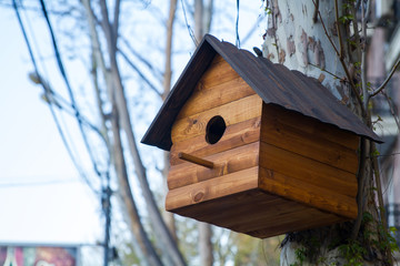 nest
