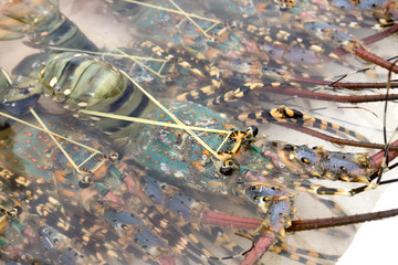 Fresh lobsters in water for sale at mui ne market. Veitnam